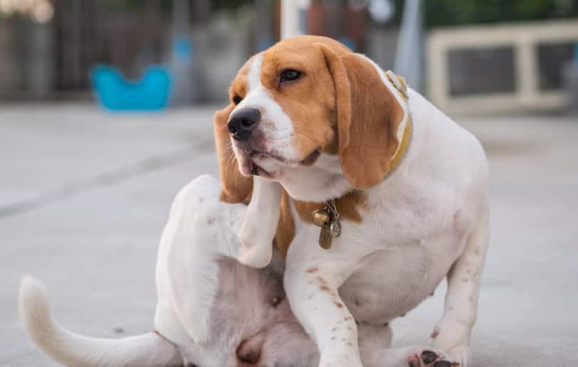 Kulağını kaşıyan bir Beagle köpek.