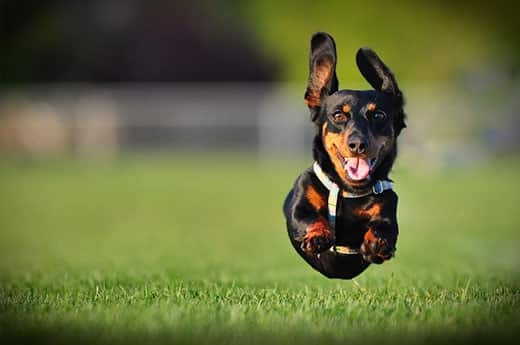 Long-haired black dashchund running in a park with all four paws in the air.
