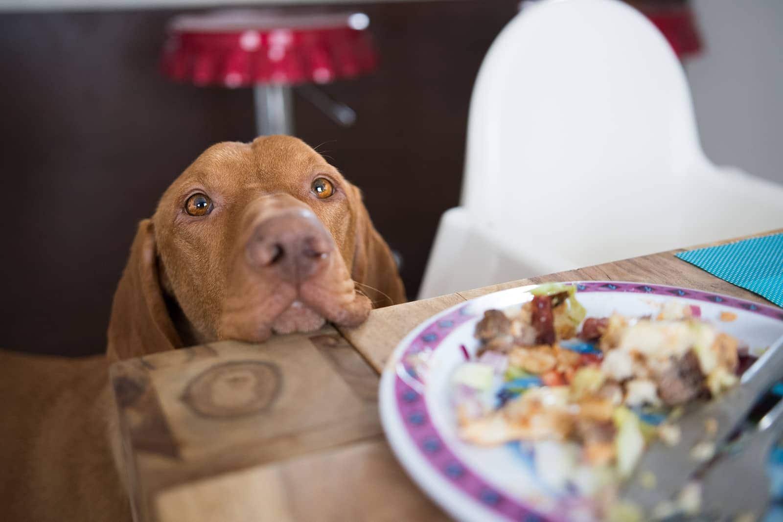 brown-dog-begging-at-dinner-table-SW Yemek masasına kafasını dayamış ve insan yemeğine bakan köpek.