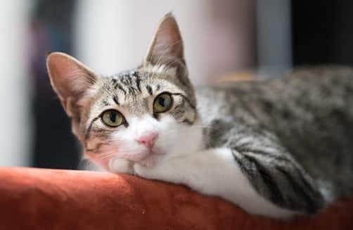 koltuğunda sırt kısmında dinlenen kedi