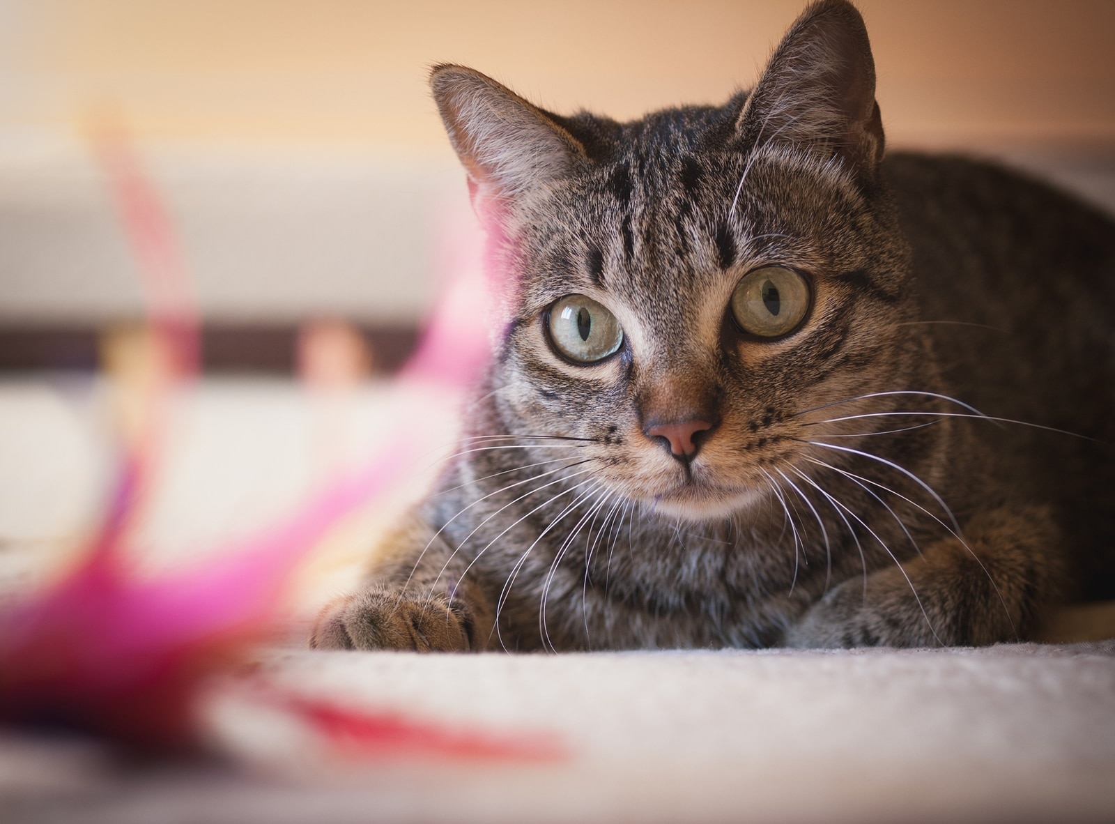 close-up-of-brown-tabby Yeşil gözlü, kahverengi bir tekir kedinin yakın çekimi.