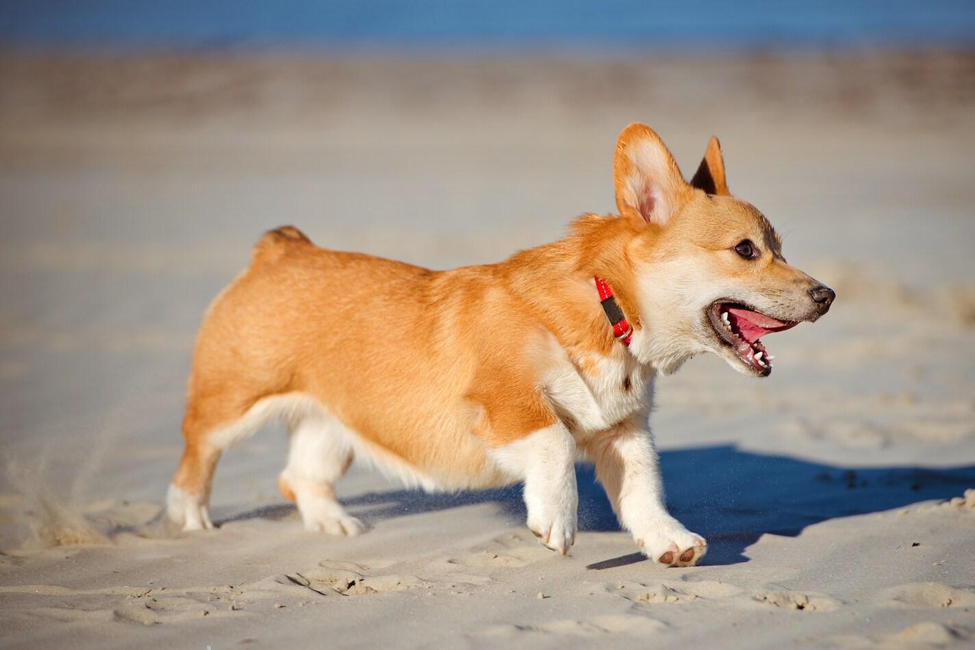 Plajda Gallerli corgi pembroke yavru köpek