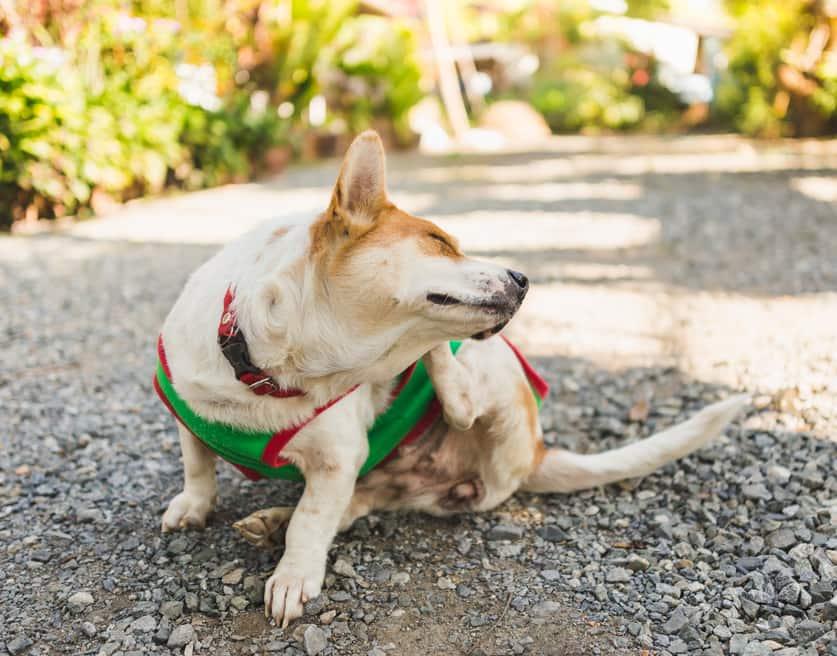 Yeşil süveterli Corgi, kulağını kaşıyor.