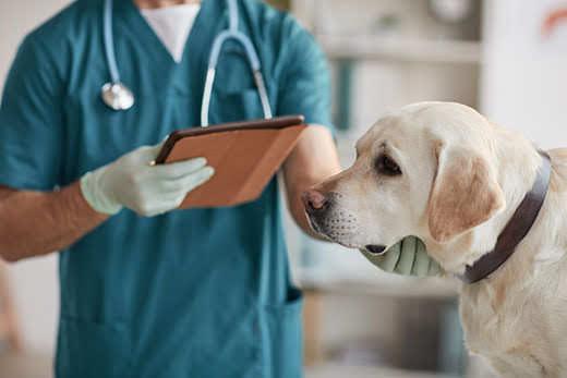 Veteriner hekim kliniğinde beyaz Labradoru muayene eden tanınmayan erken veteriner hekimin kırpılmış portresi Veteriner hekim kliniğinde beyaz Labradoru muayene eden tanınmayan erken veteriner hekimin kırpılmış portresi