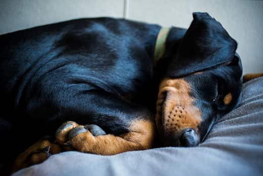 doberman-puppy-asleep-SW Yeşil tasmalı doberman köpek yavrusu yatakta uyuyor.