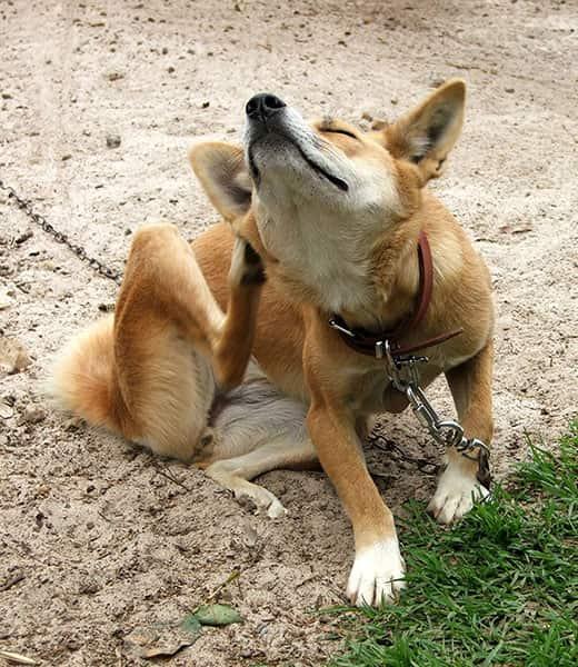 Dışarıda oturmuş kaşınan, tasmalı turuncu köpek.