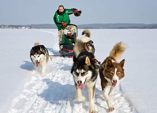 dog-sledding-team-in-wintery-landscape Karlı ortamda adamı ve kızağı çeken bir grup kızak sibirya kurdu köpeği.