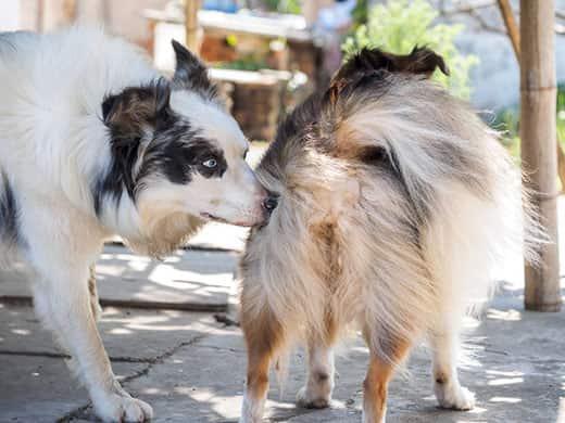 Dog sniffing the hind quarters of another dog.