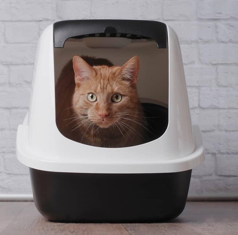 Esneyen mavi tasmalı beyaz kedi.