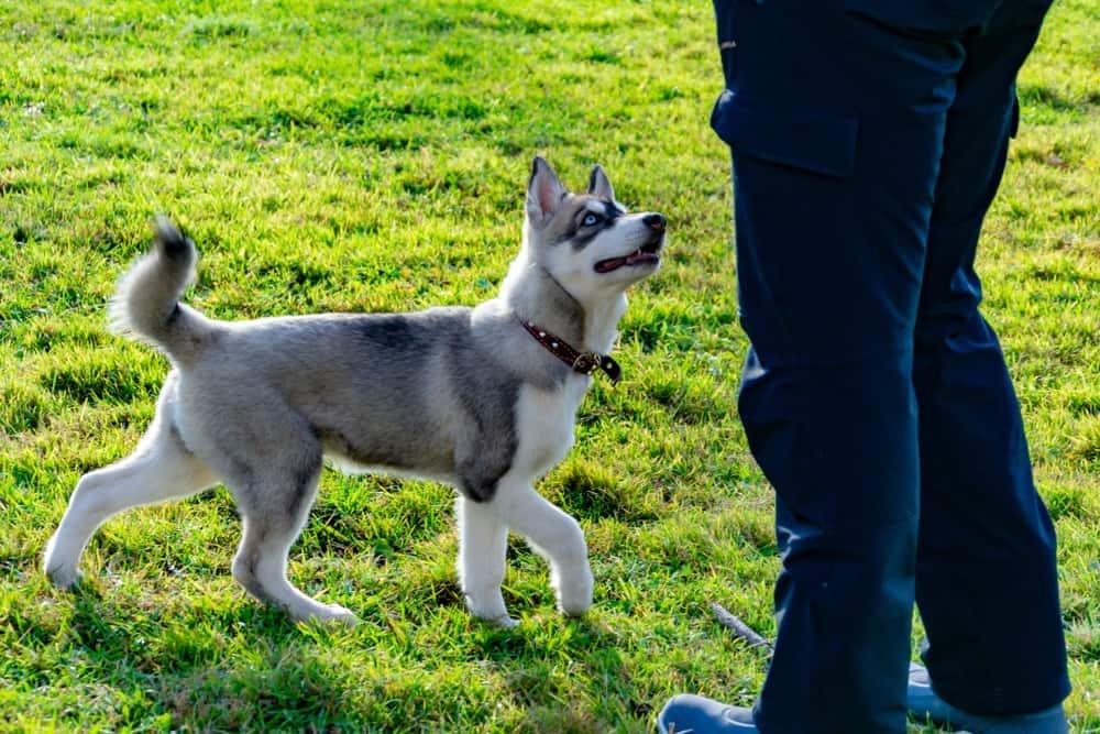 Puppy husky looks up at owner while circling in the grass.