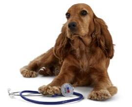 Köpek görüntüsü