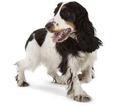 Sağlıklı yavru köpek