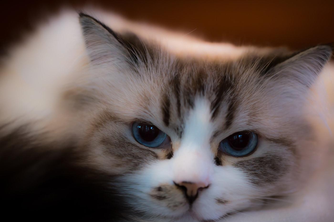 Büyük mavi gözlü, güzel ragdoll kedisi.