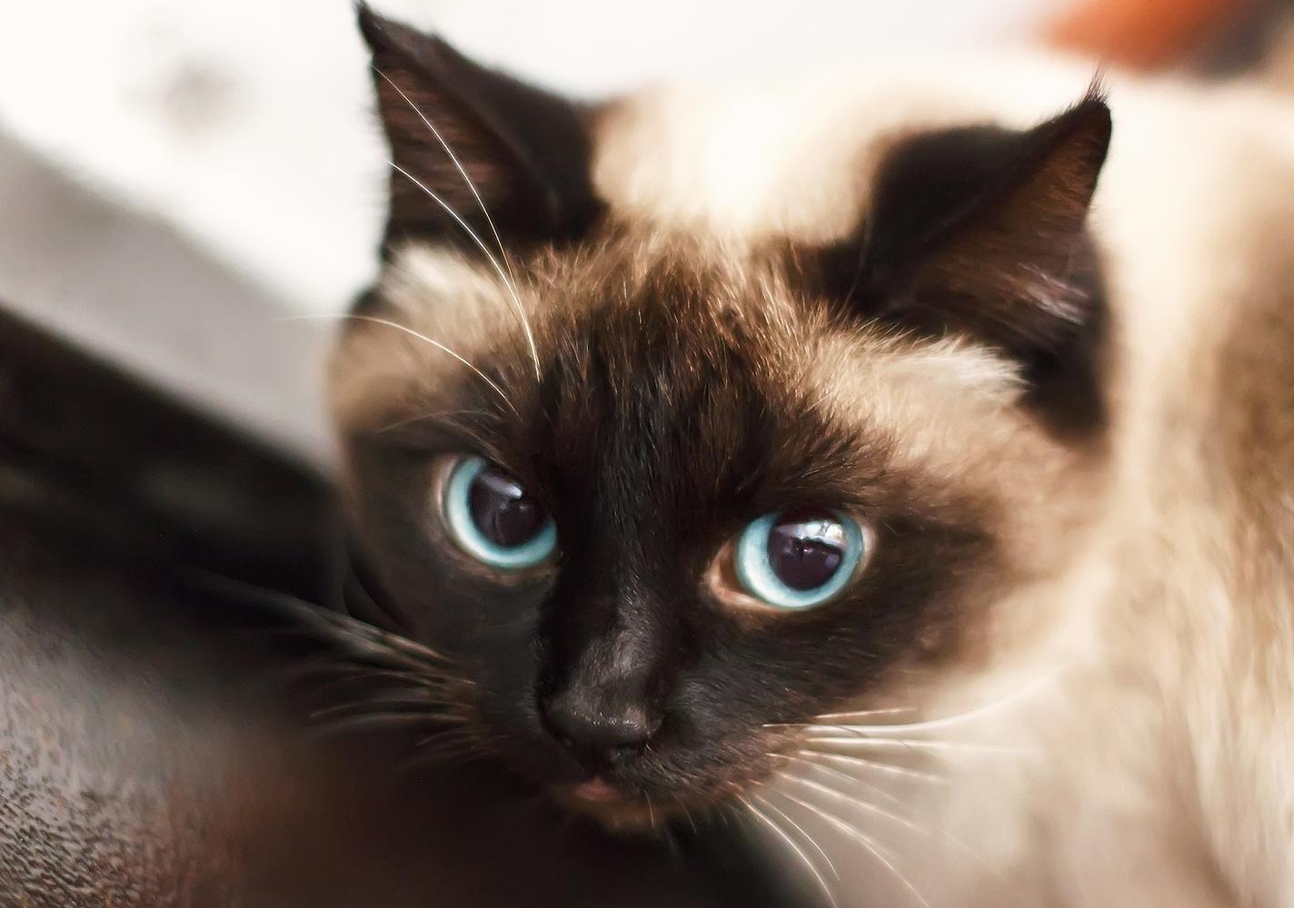 Mavi gözlü Siyam yavru kedi.