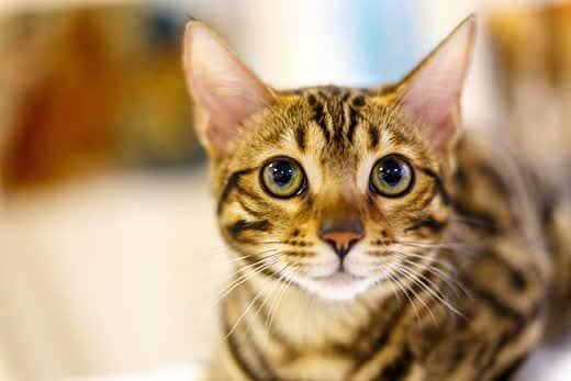 skinny-striped-cat-with-yellow-eyes-SW Büyük ela gözlü, zayıf çizgili kedi.