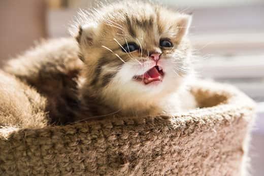 Sepetteki küçük yavru kedi miyavlıyor.