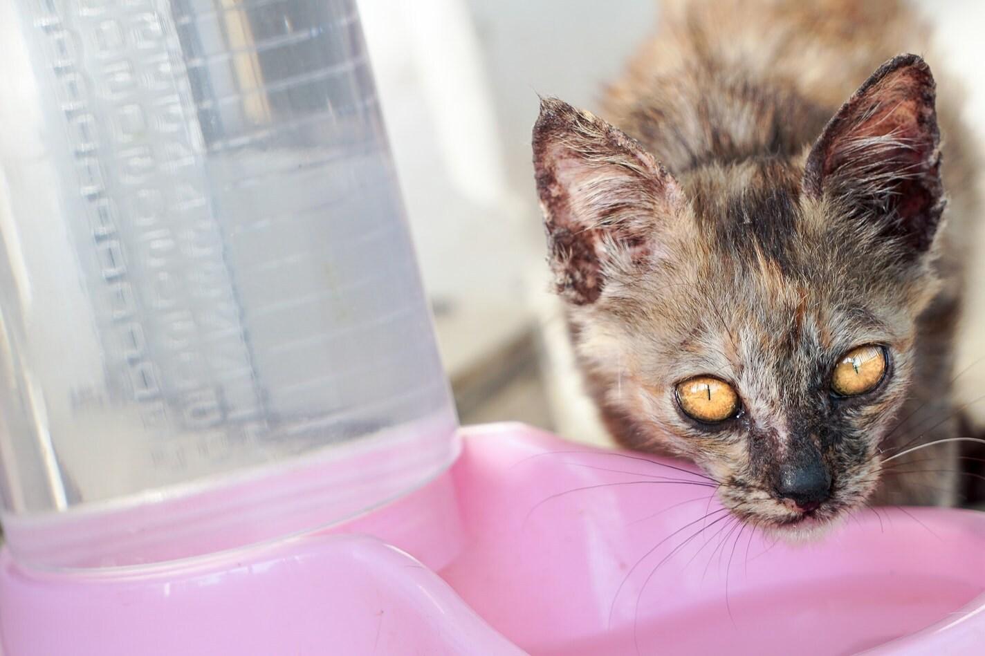 spotted-cat-drinkning-from-pink-bowl-SW Pembe su kabından su içen benekli kedi