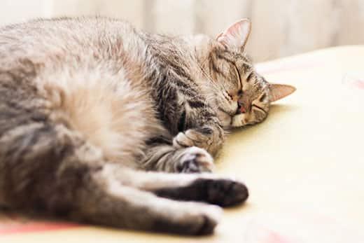 Çizgili gri kedi uyuyor.