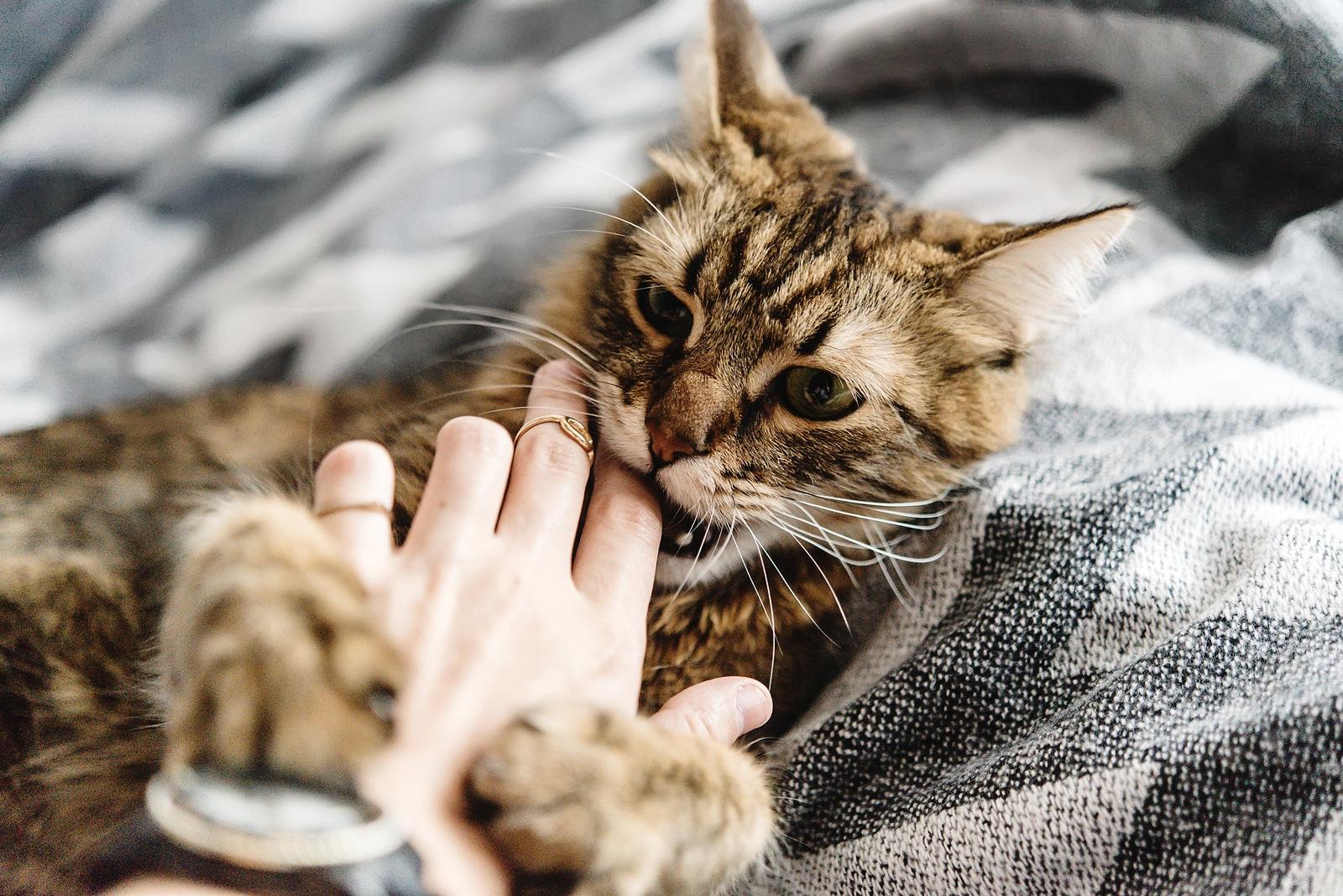 Striped tabby cat on back nibbles on owner's finger