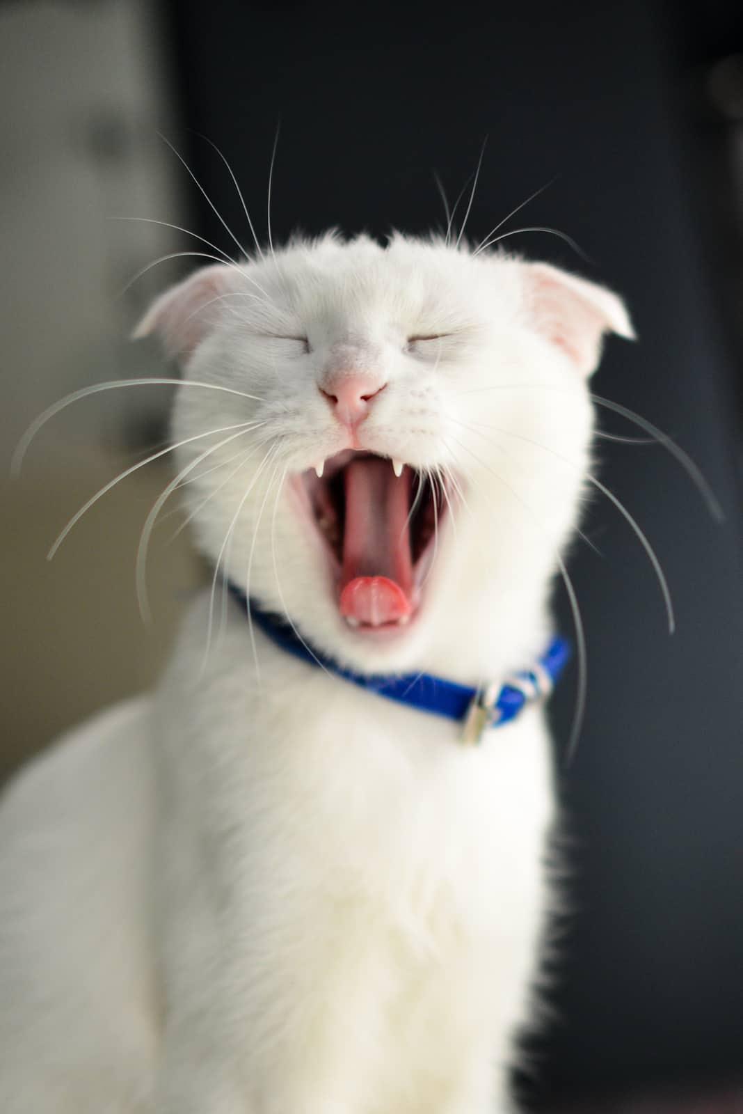 Küçük bir kutuda oturan ve kameraya bakan tekir kedi.