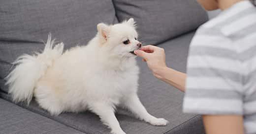 Gri kumaş koltukta oturan sarı bir pomeranian köpeği besleyen kadın eli.