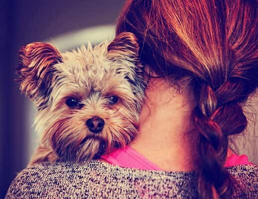 Bir kadının omzundan etrafa bakan şirin bir Yorkshire Terrier köpek