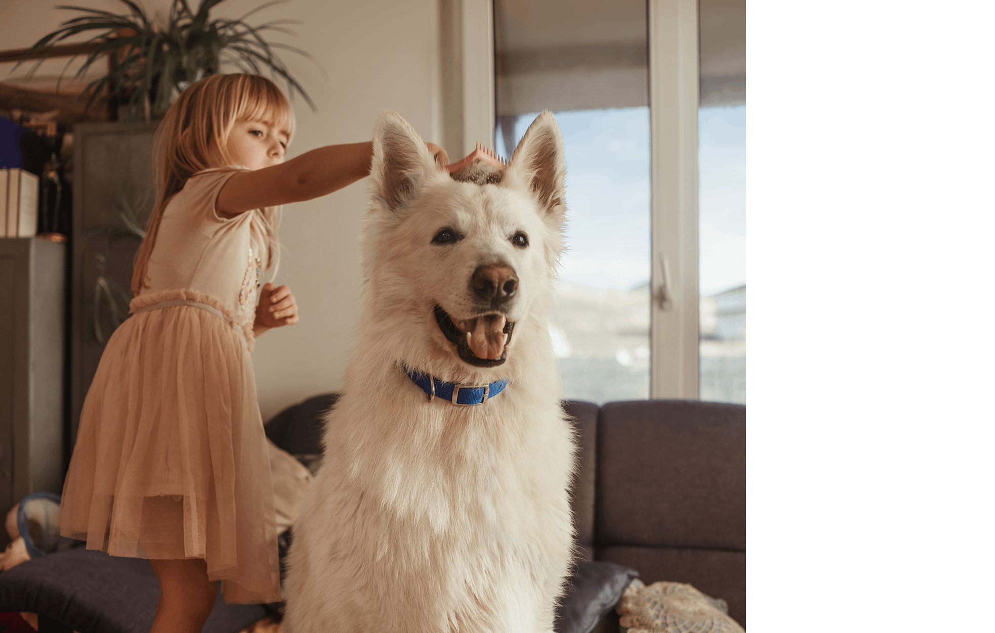 Pembe elbiseli küçük kız evin içinde mavi tasmalı büyük beyaz bir İsviçre çoban köpeğinin tüylerini fırçalıyor