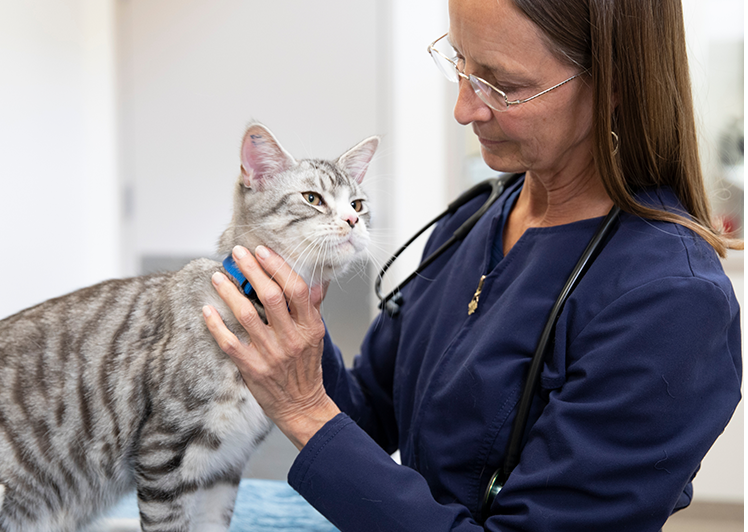 vet examining a grey striped cat