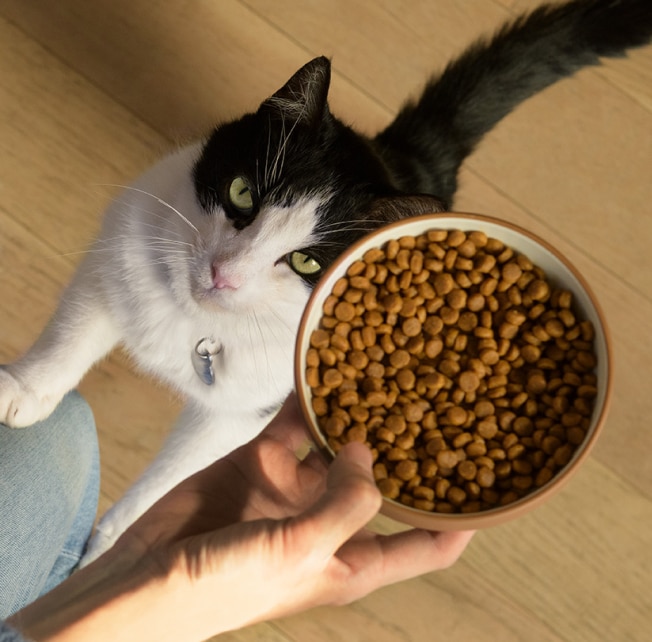 A cat looking up at a bowl of cat food.