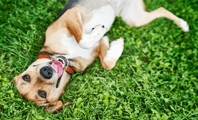Dachshund dog in red harness