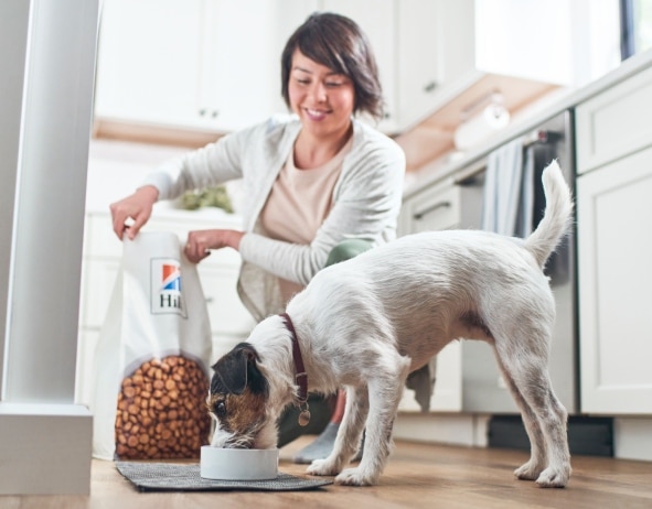 Hill's Pet köpek maması yiyen köpek