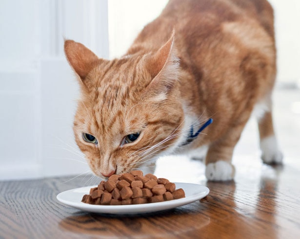 Cat eating from a bowl