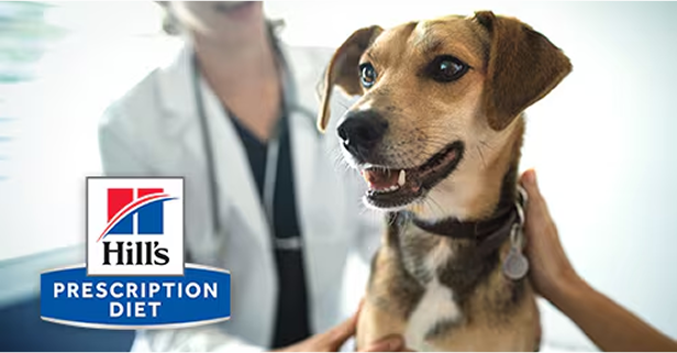 Veteriner Hekimde Köpek, arka planda veteriner hekim