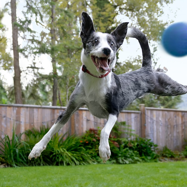A black and white Border Collie leaps high in the air.