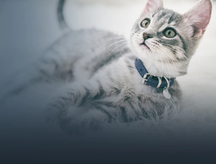 Beyaz ve siyah bir kedi yavrusu başını yukarı kaldırmış yatıyor