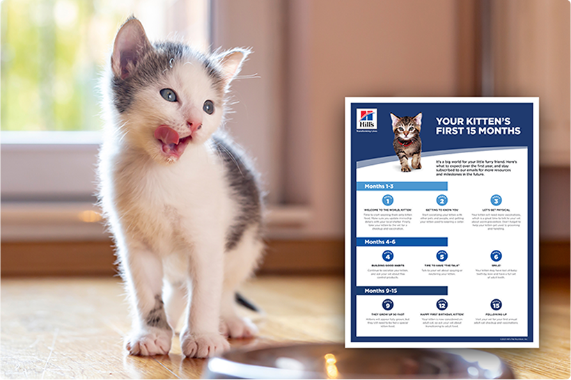 Gri ve beyaz bir kedi yavrusu ve bilgilendirici bir kılavuz formu.