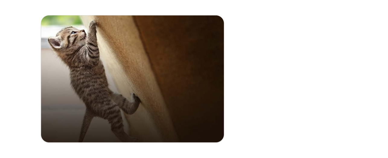 Kedi oyuncağına tırmanan bir yavru kedi