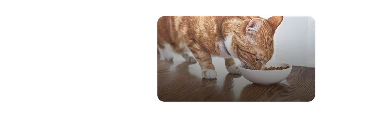 Kedi maması yiyen turuncu ve beyaz bir kedi yavrusu