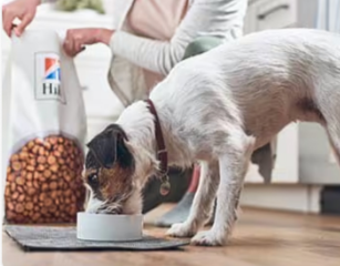 Hill's Pet köpek maması yiyen köpek