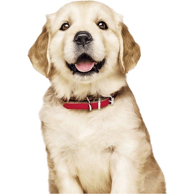 Golden Retriever köpek yavrusu