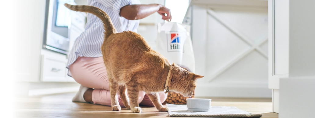 Hill's mamasını yiyen kedi