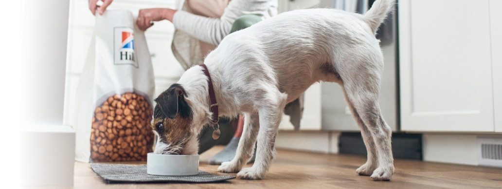 Hill's yemeği yiyen köpek