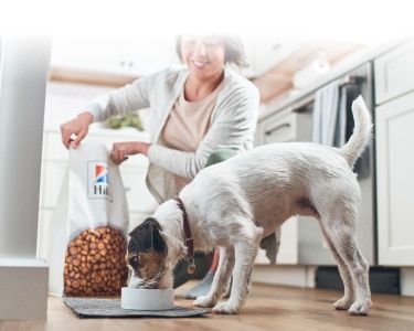 Hill's yemeği yiyen köpek