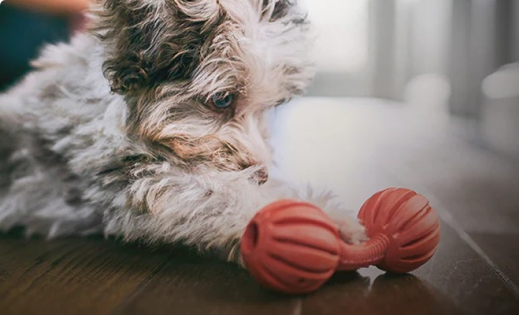 bir oyuncağa bakan siyah ve beyaz yavru köpek