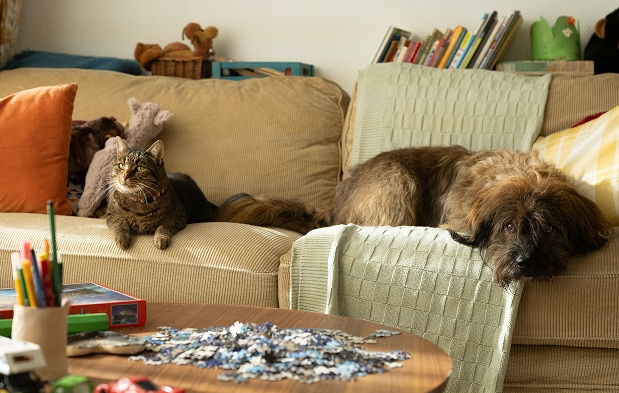 Kedi ve Köpek bir kanepede dinleniyor