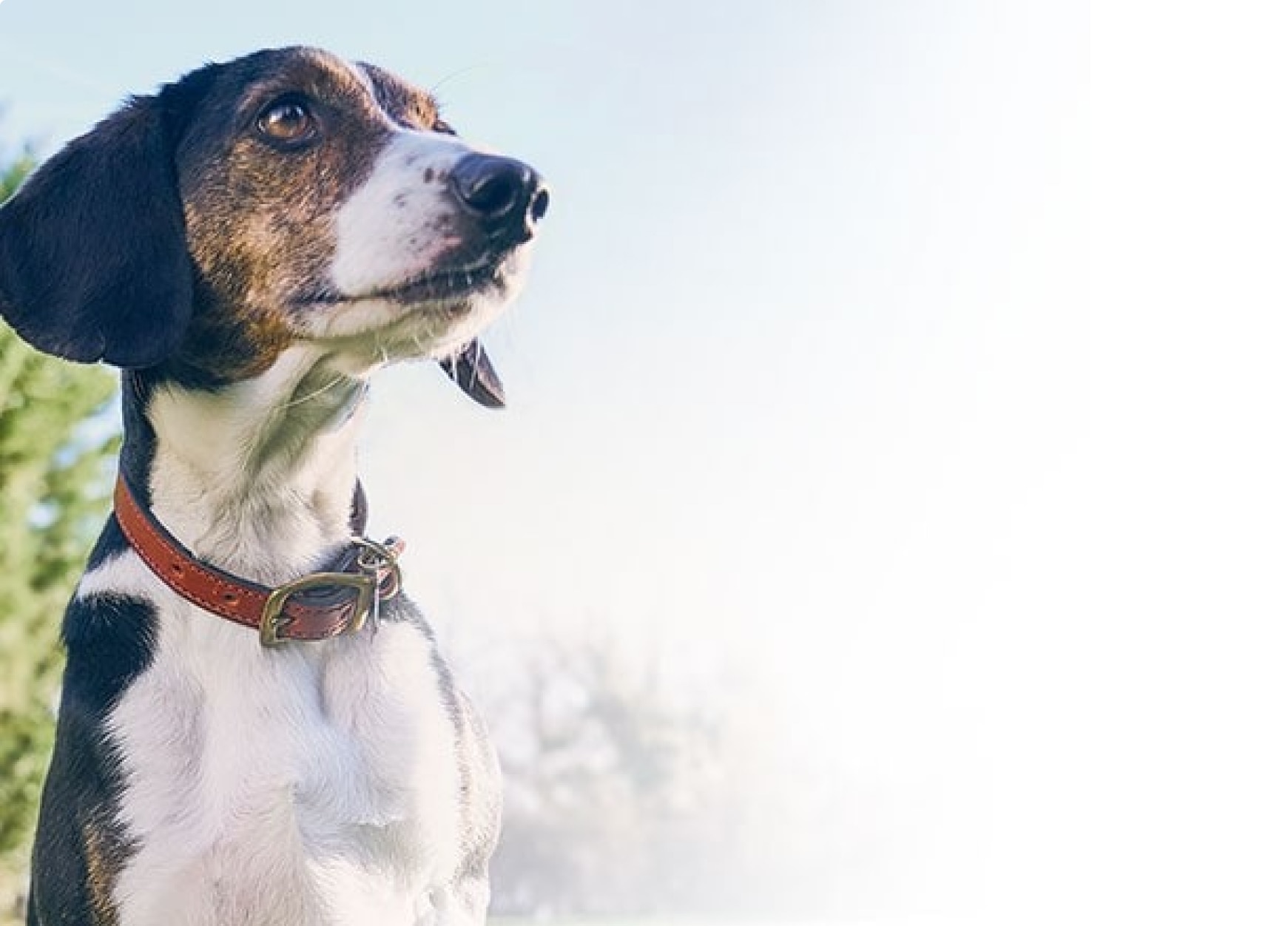 Yaşlı evcil köpek