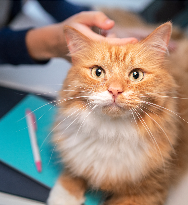 Kahverengi bir kedi yukarı bakar