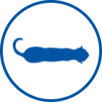 Healthy cat Icon
