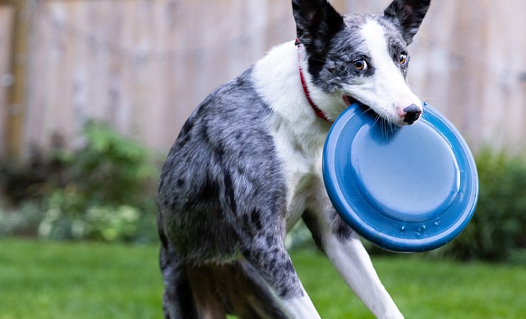A pet dog catching a blue disc