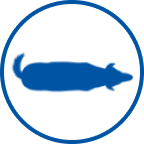 Aşırı kilolu köpek simgesi